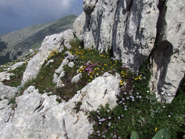 Fioriture in quota